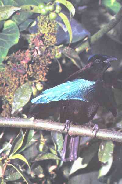 Живая планета - i_048.jpg