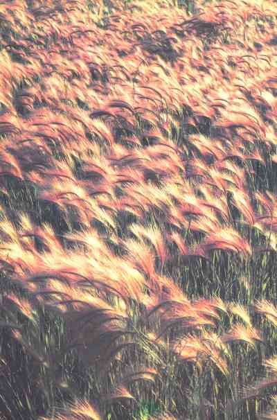 Живая планета - i_050.jpg