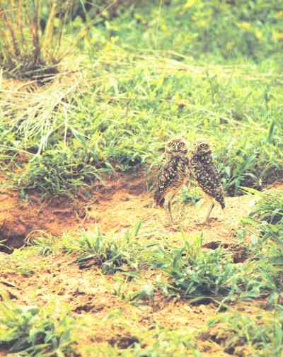 Живая планета - i_055.jpg