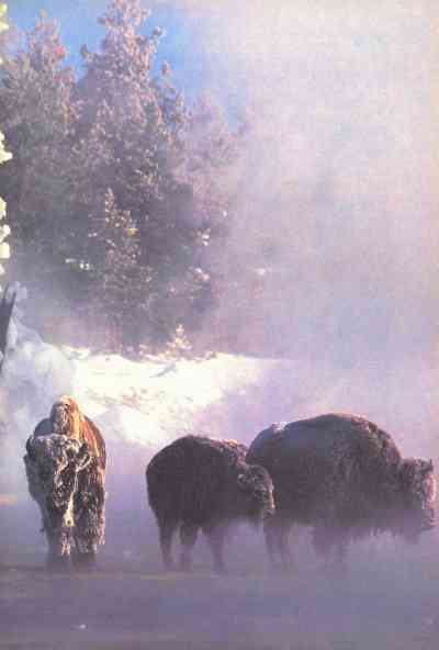 Живая планета - i_057.jpg