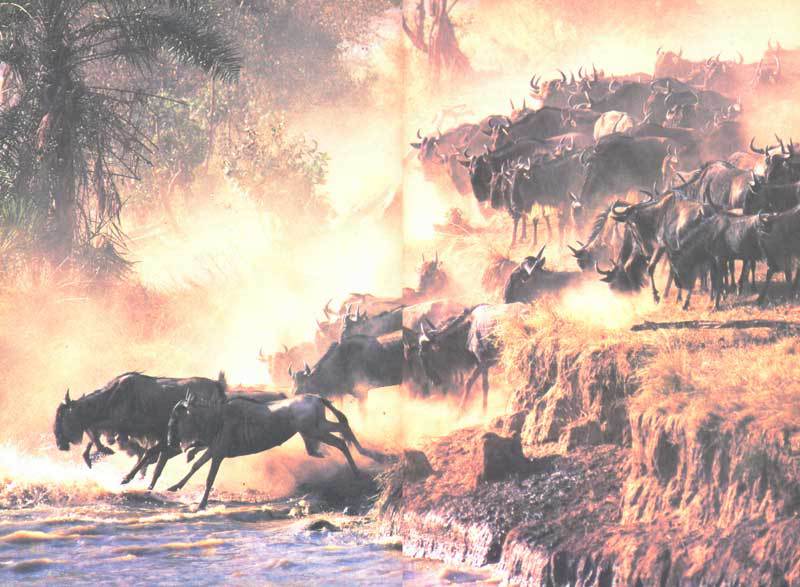 Живая планета - i_060.jpg