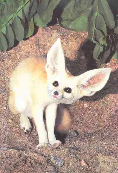 Живая планета - i_064.jpg