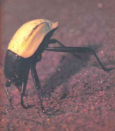 Живая планета - i_069.jpg