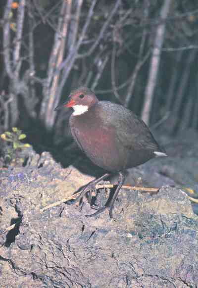 Живая планета - i_110.jpg