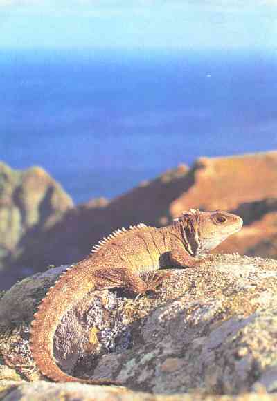 Живая планета - i_116.jpg