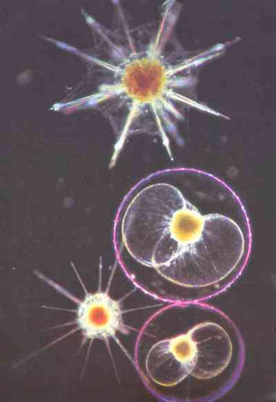 Живая планета - i_118.jpg