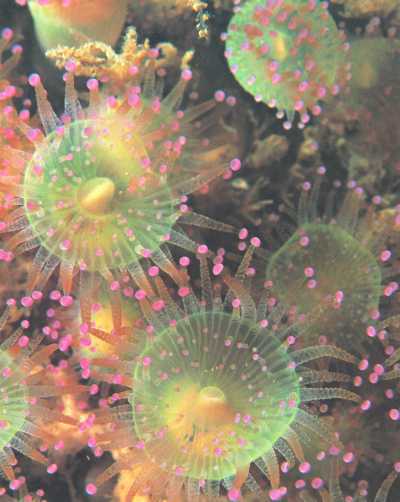 Живая планета - i_120.jpg