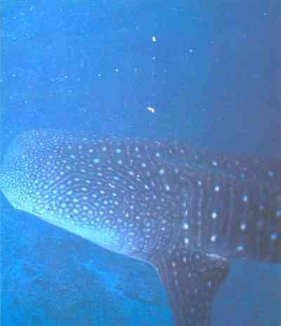 Живая планета - i_121.jpg