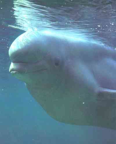 Живая планета - i_122.jpg