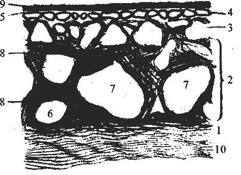 Клинические лекции по офтальмологии - image01.png