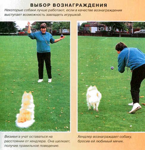 Дрессировка собак с помощью кликера - pic_37.jpg