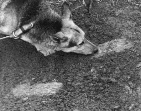 Солдат по кличке Рекс - i_016.jpg