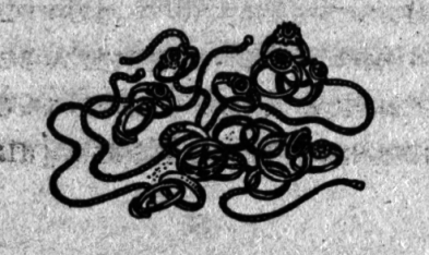 Тайна наглой сороки - doc2fb_image_03000005.png