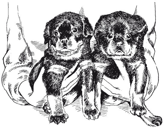 Научитесь понимать вашу собаку - _1.jpg