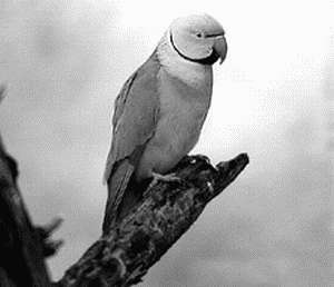 Ожереловые и другие кольчатые попугаи - i_001.jpg