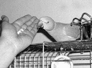 Ожереловые и другие кольчатые попугаи - i_003.jpg