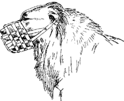 Кавказская овчарка - i_013.png