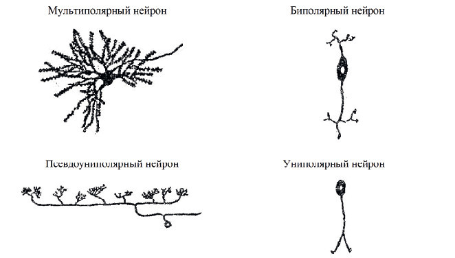 Центральная нервная система. Анатомия и физиология - i_005.jpg