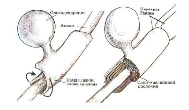 Центральная нервная система. Анатомия и физиология - i_006.jpg