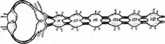 Центральная нервная система. Анатомия и физиология - i_009.jpg