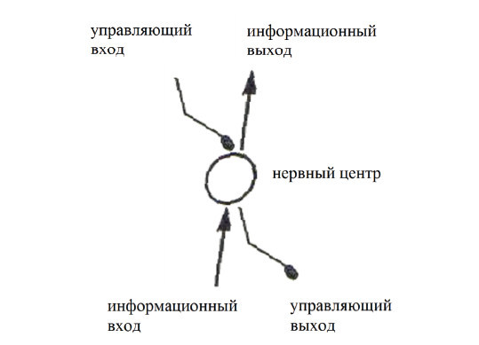 Центральная нервная система. Анатомия и физиология - i_016.jpg