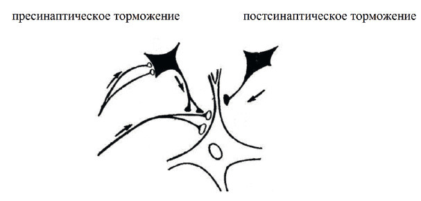 Центральная нервная система. Анатомия и физиология - i_020.jpg