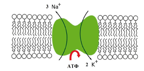 Центральная нервная система. Анатомия и физиология - i_024.jpg