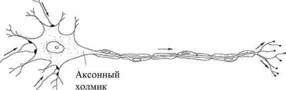 Центральная нервная система. Анатомия и физиология - i_025.jpg