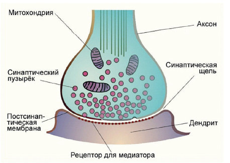 Центральная нервная система. Анатомия и физиология - i_028.jpg