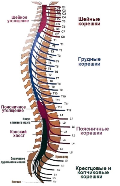 Центральная нервная система. Анатомия и физиология - i_032.jpg