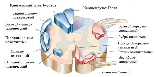 Центральная нервная система. Анатомия и физиология - i_035.jpg