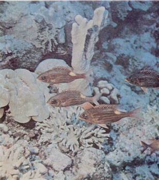 Живое море - i_024.jpg