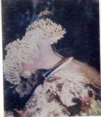 Живое море - i_029.jpg