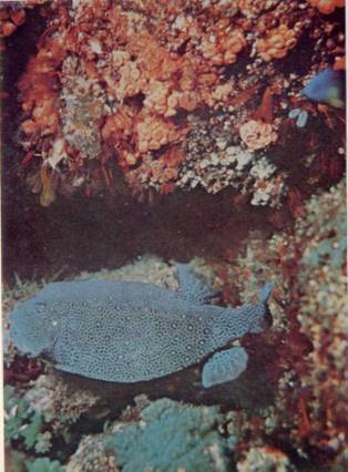 Живое море - i_032.jpg