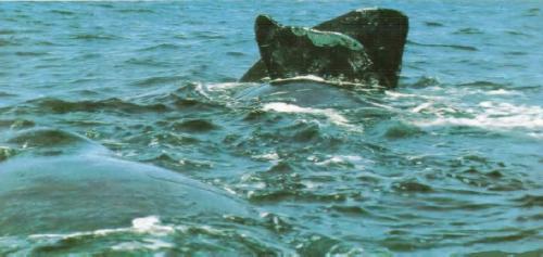 Жизнь на краю земли - i_023.jpg