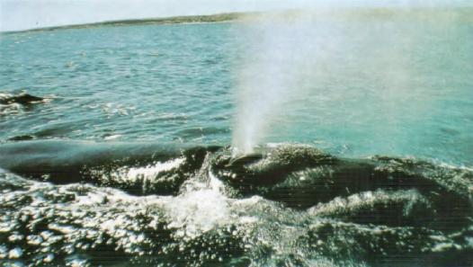 Жизнь на краю земли - i_032.jpg