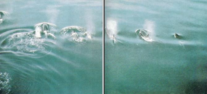 Жизнь на краю земли - i_118.jpg