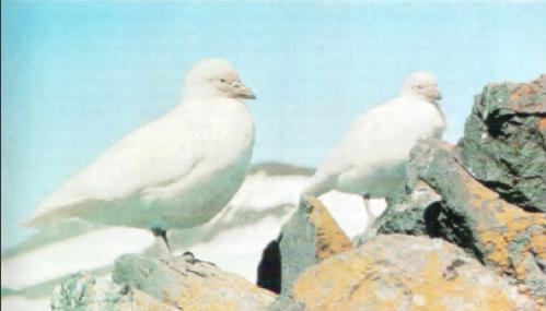 Жизнь на краю земли - i_145.jpg