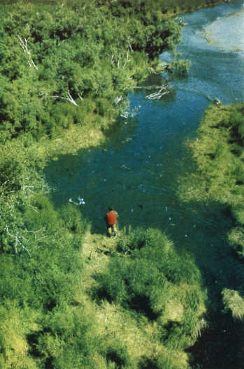 Лососи, бобры, каланы - i_005.jpg