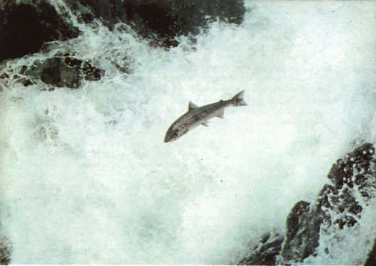 Лососи, бобры, каланы - i_022.jpg