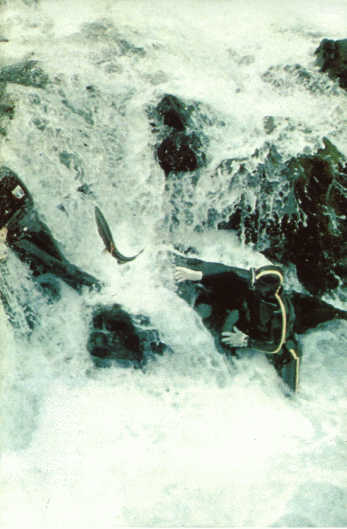 Лососи, бобры, каланы - i_024.jpg