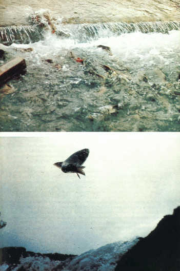 Лососи, бобры, каланы - i_038.jpg