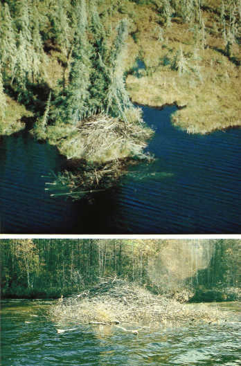 Лососи, бобры, каланы - i_049.jpg