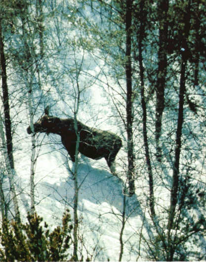 Лососи, бобры, каланы - i_052.jpg