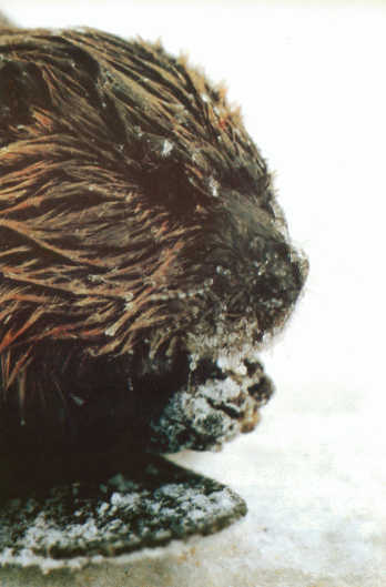 Лососи, бобры, каланы - i_053.jpg