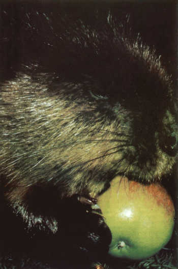 Лососи, бобры, каланы - i_054.jpg