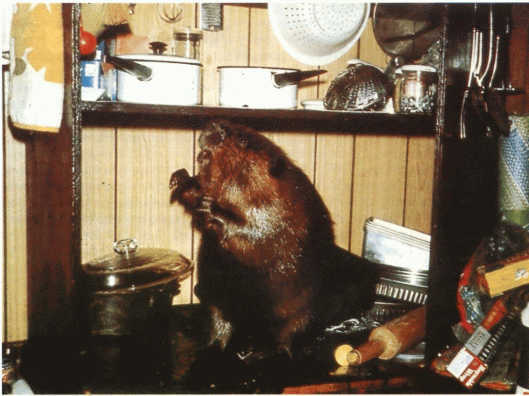 Лососи, бобры, каланы - i_055.jpg