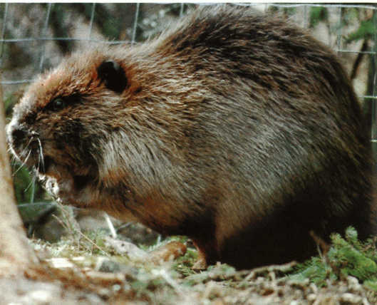 Лососи, бобры, каланы - i_080.jpg