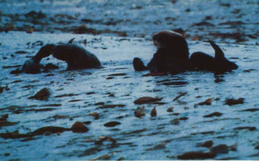 Лососи, бобры, каланы - i_087.jpg