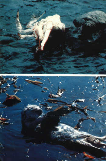 Лососи, бобры, каланы - i_099.jpg